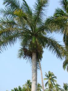 Palma Real