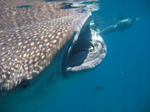 Whale Sharks