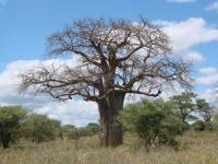 Baobab