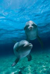 Dolphin Discovery